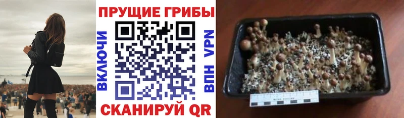 площадка Telegram  где найти   Светлый  Псилоцибиновые грибы MAGIC MUSHROOMS 